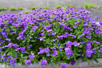 Obraz premium Purple pansy flowers in full bloom