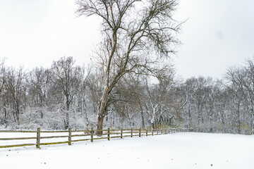 snow covered trees