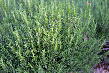 Rosemary plant, Fresh herb in the garden
