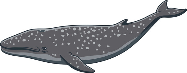 Gray Whale  - Animal Character Illustration Isolated on Transparent Background