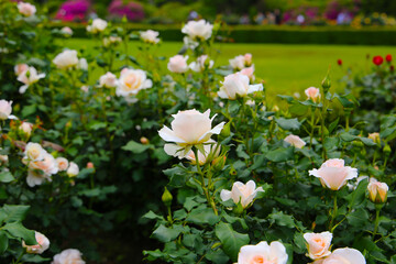 Beautiful roses blooming in a Japanese public garden.