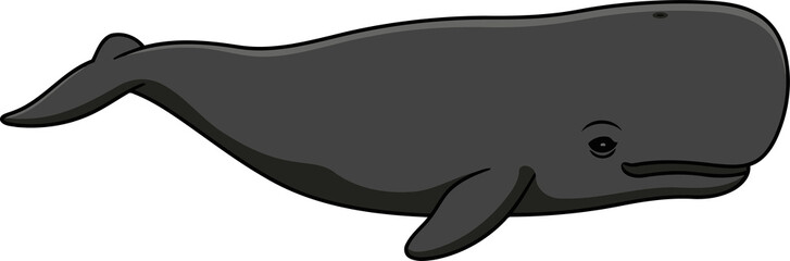North Atlantic Right Whale - Animal Character Illustration Isolated on Transparent Background