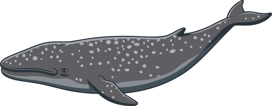 Gray Whale  - Animal Character Illustration Isolated on Transparent Background