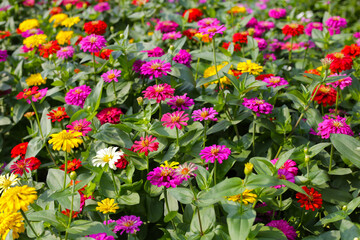 Colorful zinnias in full bloom brightens the garden