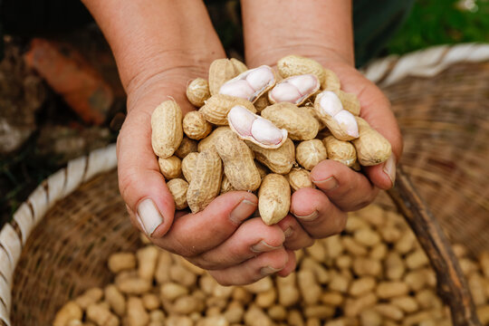 Fresh Peanut Harvest in Hands at Outdoor Farm