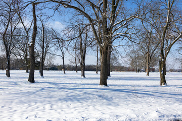 snow covered trees