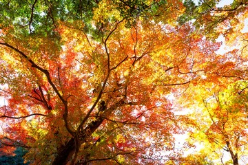 用作公園の紅葉