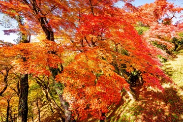 用作公園の紅葉