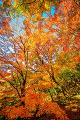 用作公園の紅葉