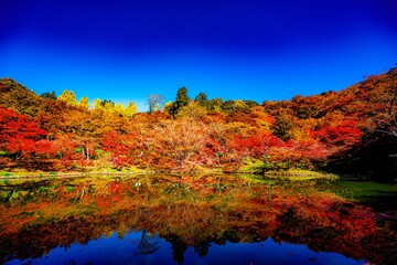 用作公園の紅葉