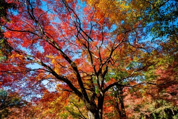 用作公園の紅葉