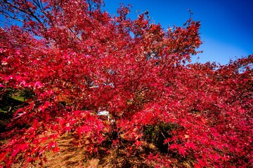 用作公園の紅葉