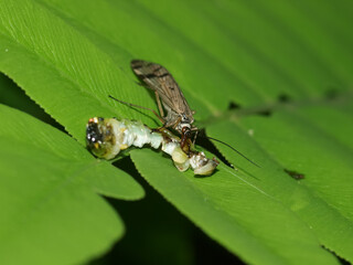 A wide shot of the yellowish brown scorpionfly in its natural moist habitat featuring the insect perched on green foliage. Authentic optical photography captured on location, not AI generated.