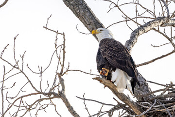 Eagle in a treeEagle in a tree