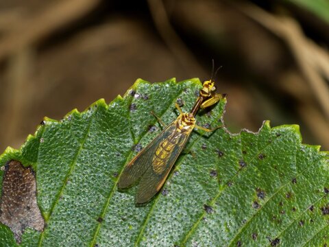 OLYMPMantispa japonica mantidfly camouflaged on a plant in its natural habitat photography not AI generatedUS DIGITAL CAMERA