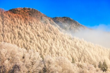 北アルプスの乗鞍高原の樹氷