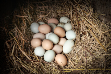 Fresh Free Range Eggs in Straw Basket - Organic Farm Harvest Collection
