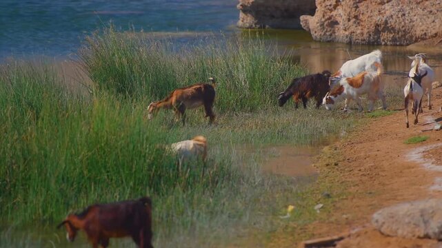 Footage of a herd of goats grazing on sparse vegetation near a small, drying body of water in a drought-stricken region of Northern Kenya