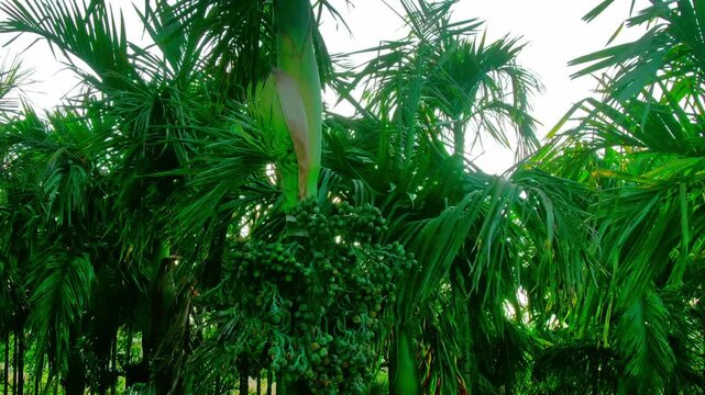 aerial view of areca nut tree farm at sunset