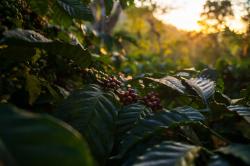 Coffee plantation cultivation, Coffee bean business industry. Close up of Red ripe Arabica or Robusta coffee cherries beans on coffee tree at agriculture farm field on the mountain.