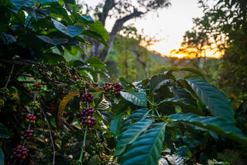 Coffee plantation cultivation, Coffee bean business industry. Close up of Red ripe Arabica or...