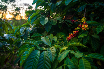 Coffee plantation cultivation, Coffee bean business industry. Close up of Red ripe Arabica or Robusta coffee cherries beans on coffee tree at agriculture farm field on the mountain.