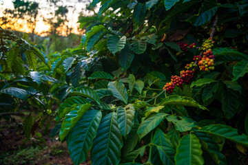 Coffee plantation cultivation, Coffee bean business industry. Close up of Red ripe Arabica or Robusta coffee cherries beans on coffee tree at agriculture farm field on the mountain.