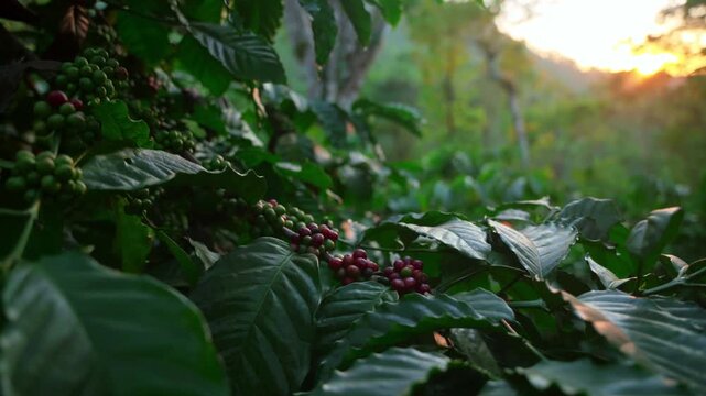 Coffee plantation cultivation, Coffee bean business industry. Close up of Red ripe Arabica or Robusta coffee cherries beans on coffee tree at agriculture farm field on the mountain.