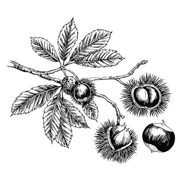 Chestnut set vector sketches on white background with branch and fruits botanical drawing vector sketch illustration perfect for botanical artwork packaging or design