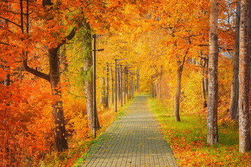 Trees by the path in the park.