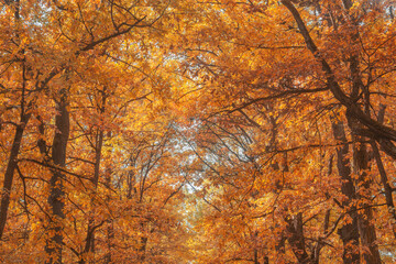 Leaves on the branches in the autumn park.