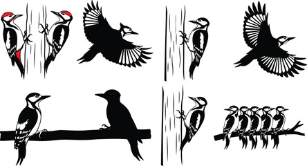 Detailed Black and White Vector Illustration of Various Woodpecker Birds Pecking Wood Flying and Perching on Branches for Nature Design © Itz Majbahuil Here