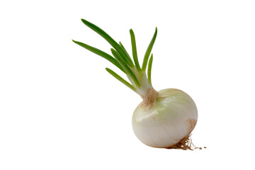 Sprouting Onion on White Background