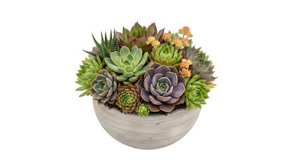 Obraz premium Succulent plant arrangement in planter, isolated on white or transparent background. PNG