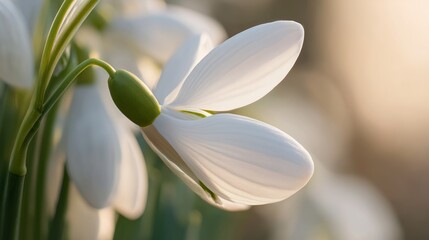 Obraz premium Snowdrop flowers bloom softly in early spring sunlight in a garden setting