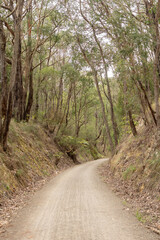 Fototapeta premium road in the forest