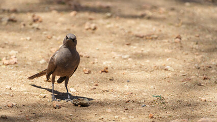 Ashy Starling  or Lamprotornis unicolor on ground,