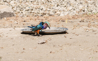 Lilac-breasted roller bird or Coracias caudatus