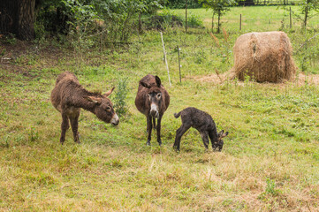 Esel mit einem Jungtier auf einer Wiese
