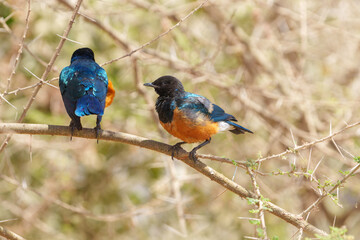 Obraz premium superb starling or lamprotornis superb juvenile together on branch