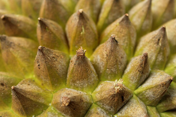 Durian fruit skin texture with sharp, brownish green thorns