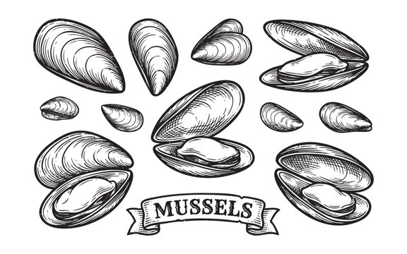 mussel set in vector retro style