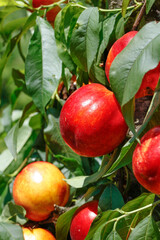 Obraz premium Fresh Red Nectarines on Tree in Dalian Orchard