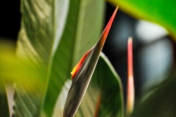 The bird of paradise flower 