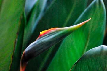 The bird of paradise flower 