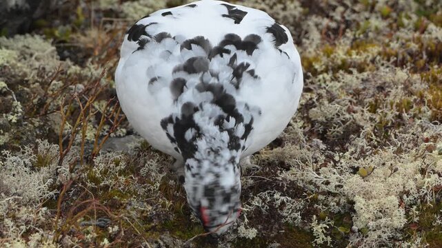 male againSlow motion closeup of male rock ptarmigan pecking at alpine heather during seasonal plumage change