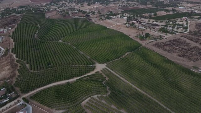 Early morning flight over a beautiful vineyard in Temecula, California.
