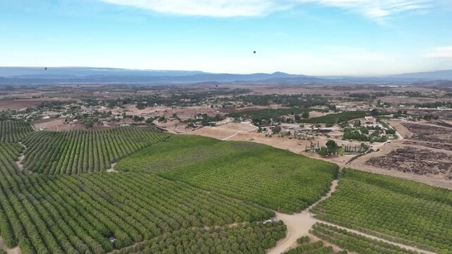 Early morning drone flight over a beautiful vineyard in Temecula, California while hot air balloons soar through blue skies.