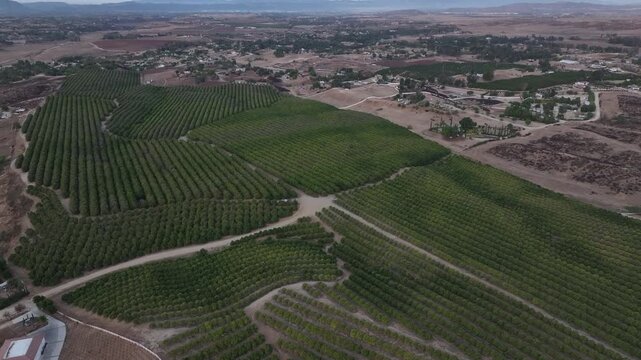 Early morning drone flight over a beautiful vineyard in Temecula, California.