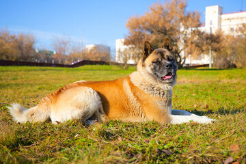 american akita male grown dog brown large strong laying profile side view outdoor sunny day